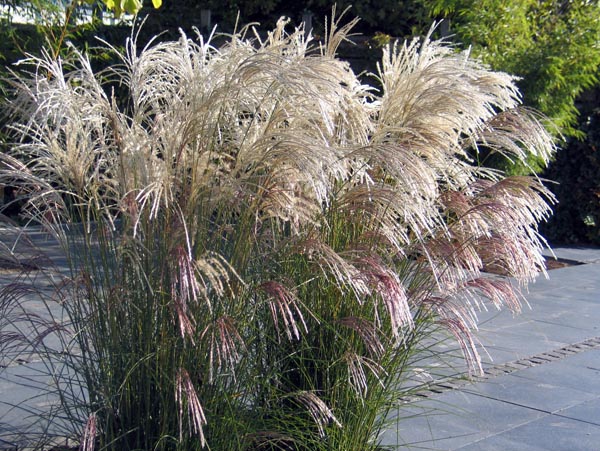 Miscanthus "Kleine Silber Spinne"